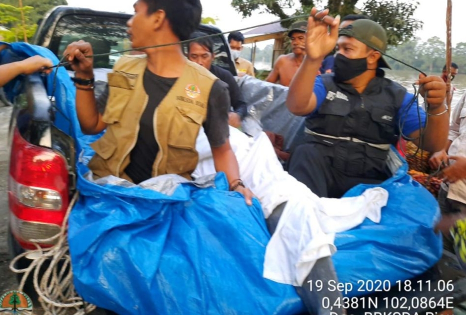 BBKSDA Riau Evakuasi Pesut Berusia 30 Tahun di Desa Sungai Segati Pelalawan
