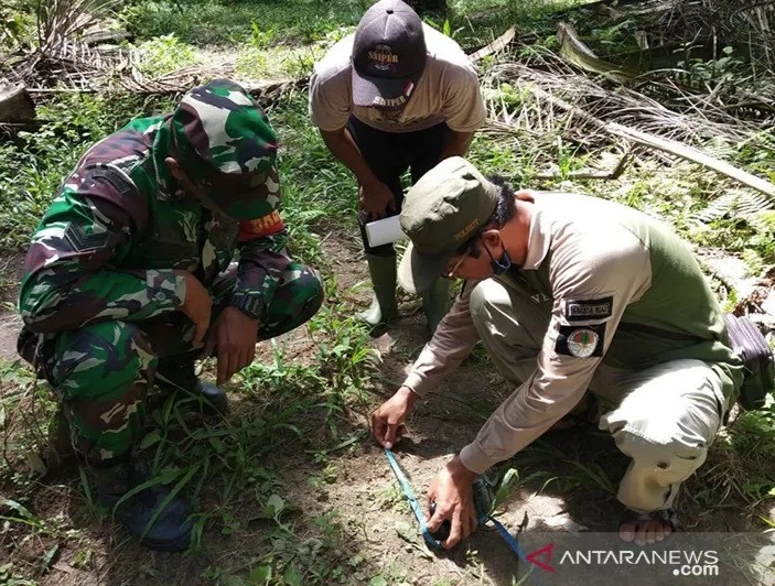 Dua Ekor Sapi Diterkam Harimau di Kampar, Tim BBKSDA Riau Survei Lokasi