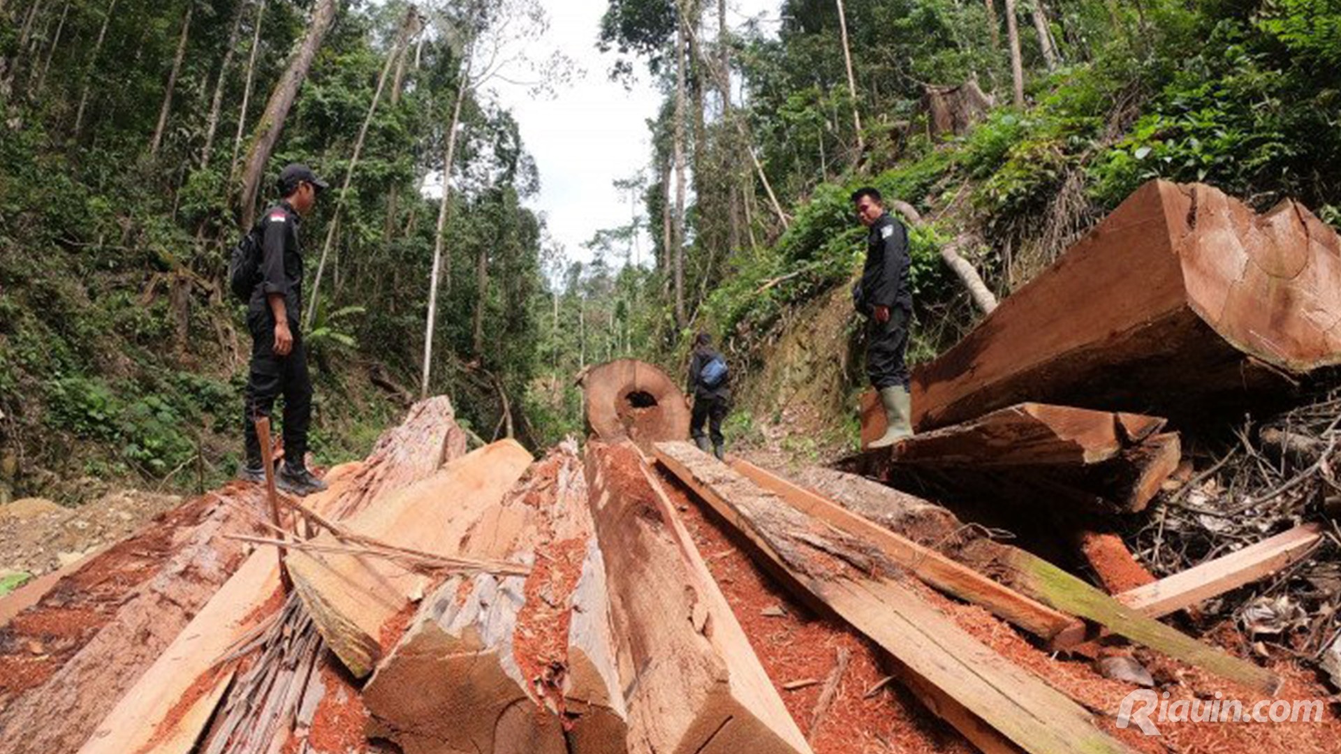 Lindungi Hutan Bukit Betabuh dari Pembalakan Liar, Pemkab Kuansing Bangun Pos Penjagaan