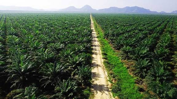 DPRD Riau Tegaskan Sasaran Pajak Air Permukaan Bukan untuk Masyarakat tapi Perusahaan Sawit
