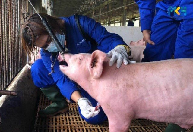 Antisipasi Virus Flu Babi Afrika, Hewan Ternak dari Kepri Dicegah Masuk Riau