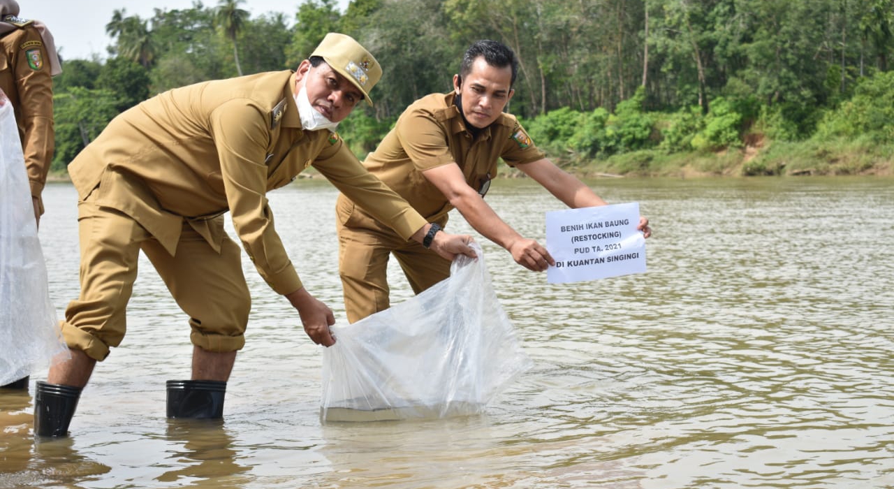 Wabup Kuansing Tabur 120 Ribu Benih Ikan Baung di Sungai Kuantan