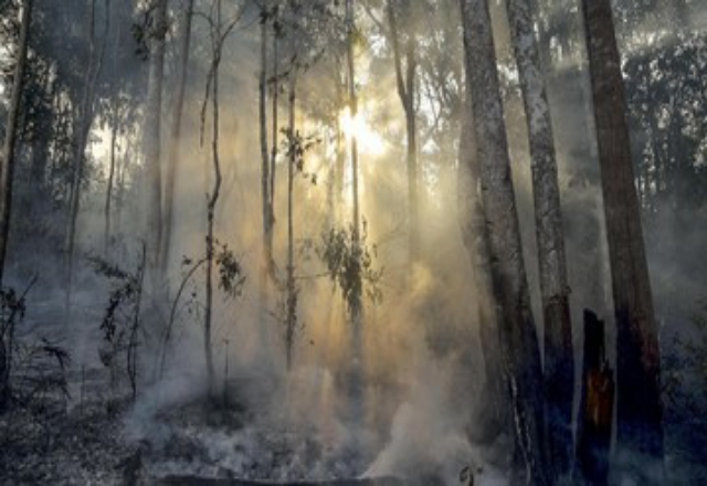 Wapada, Risiko Ancaman Kebakaran Hutan di Riau, Jambi dan Sumut Februari 2023