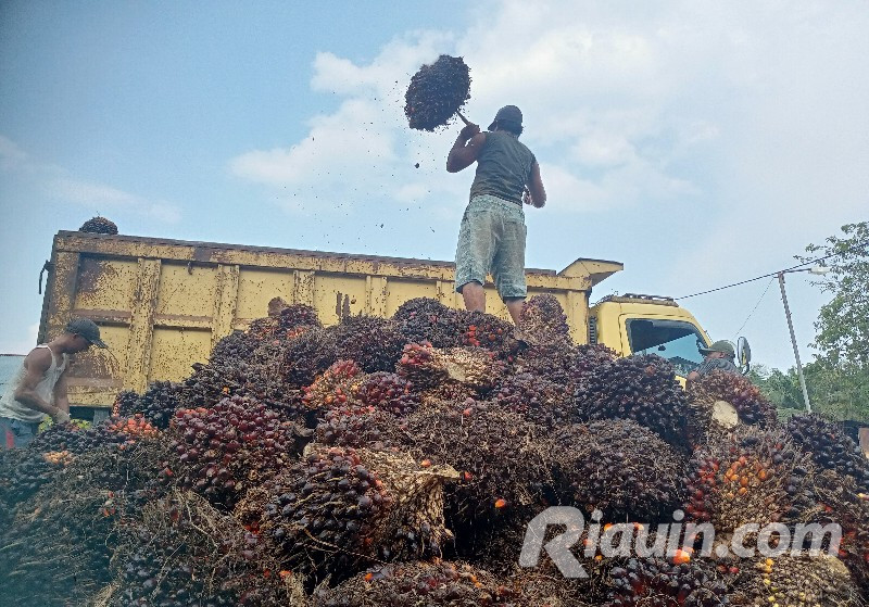 Pencanangan Sektor Sawit Bebas Pekerja Anak di Riau Diikuti 87 Perusahaan