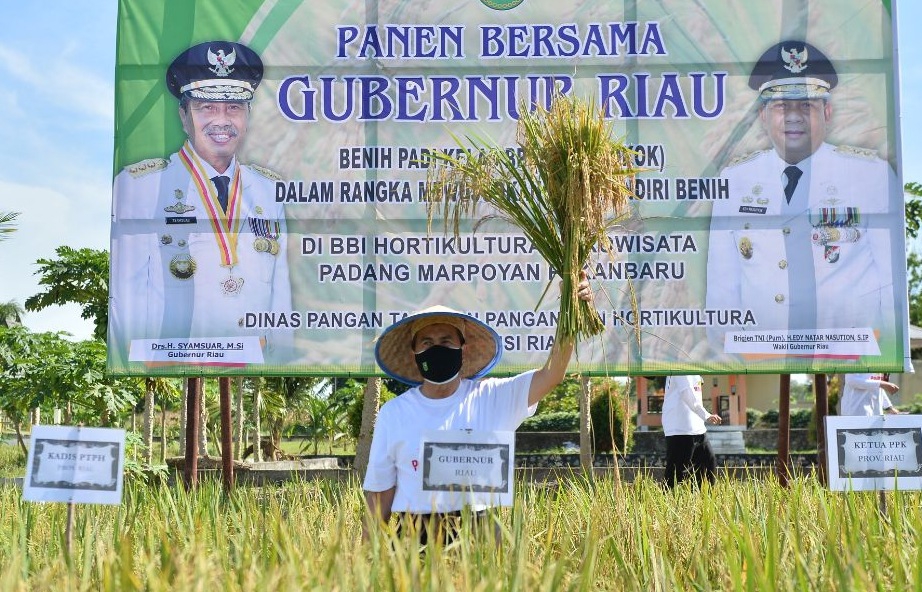 Tingkatkan Produksi Padi di Riau, Syamsuar: Harus 2 Kali Musim Tanam Setahun, Ini Butuh Kerja Keras
