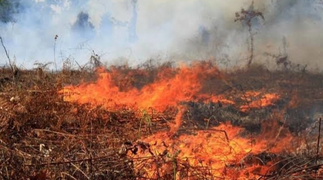 Pemilik Lahan Terbakar di Riau Bisa Disanksi Pidana dan Perdata