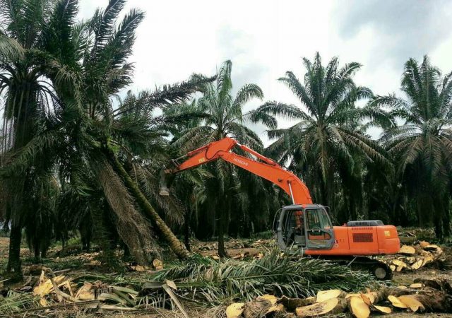 Tahun Ini, Target Replanting Sawit Rakyat di Riau 26.500 Ha