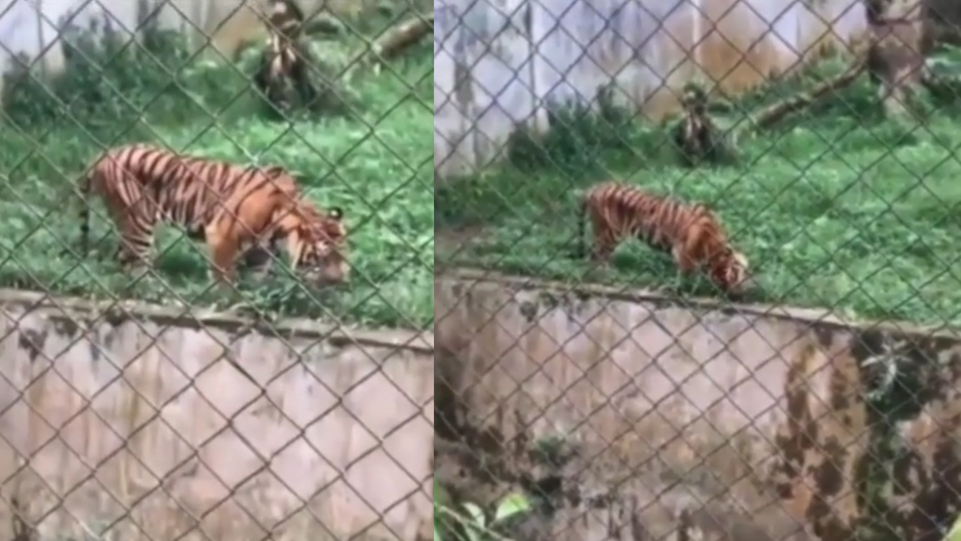 Beredar Video Harimau Terlihat Kurus dan Makan Rumput di Kebun Binatang, Ini Penyebabnya