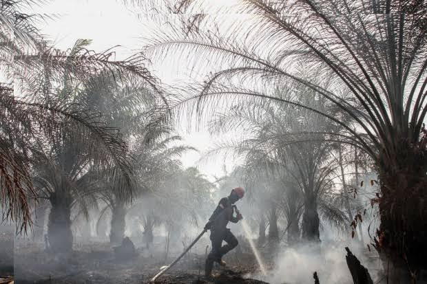 BMKG Kembali Deteksi 28 Hotspot Potensi Karhutla di Sumatera, Riau 3 Titik